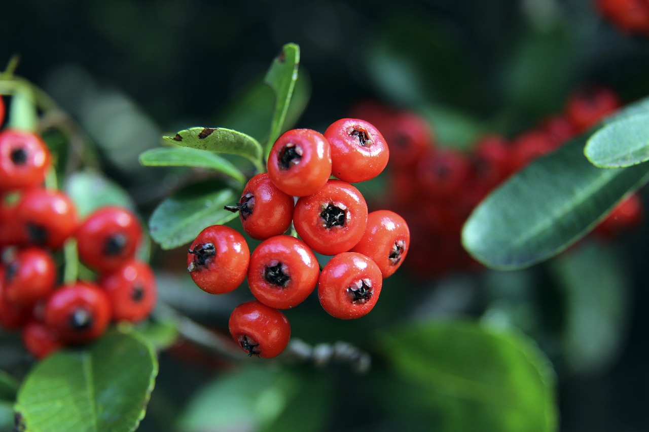 巴媒：内马尔不顾队医建议进行训练，他想出战周五关键保级战