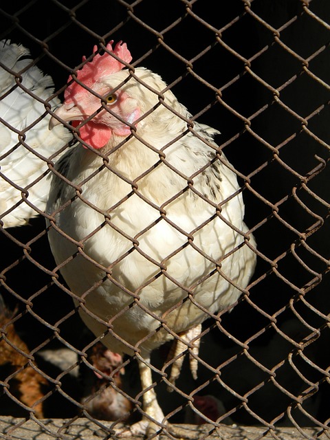 曼联陷入困境，阿莫林嘲笑梅努问题引发球迷怒火